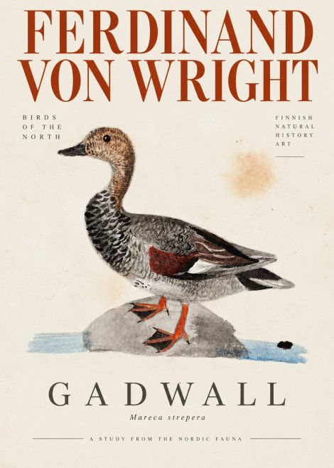 Ferdinand von Wright Duck on a Rock No4 - Poster