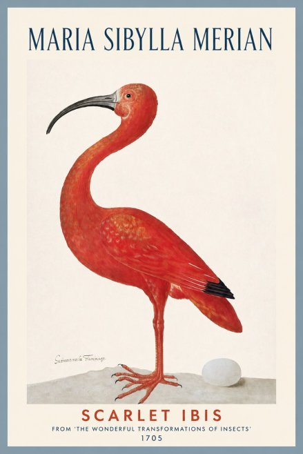 Maria Sibylla Merian Scarlet Ibis No2 - Poster