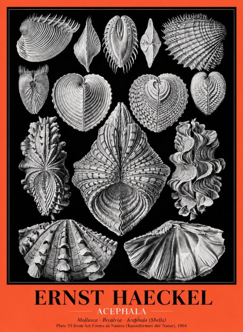 Ernst Haeckel Acephala — Brachiopods Plate 55 — Cytherea. No5 - Poster