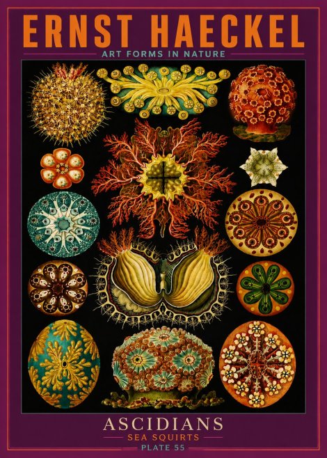 Ernst Haeckel Ascidiae — Sea Squirts No6 - Poster
