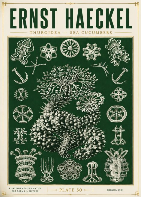 Ernst Haeckel Thuroidea - Sea Organisms No6 - Poster