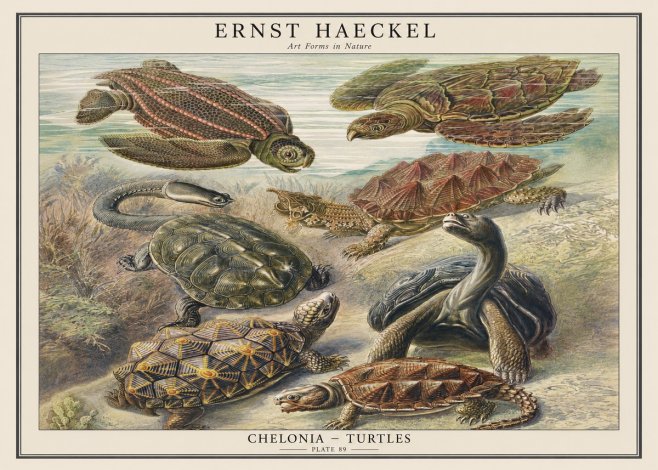 Ernst Haeckel Chelonia - Turtles No1 - Poster