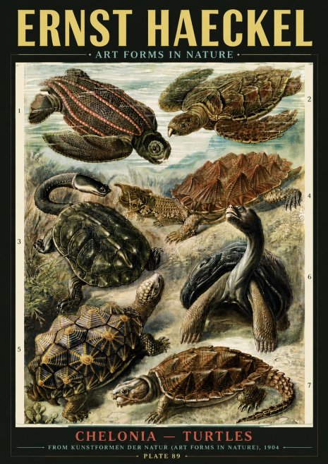 Ernst Haeckel Chelonia - Turtles No6 - Poster