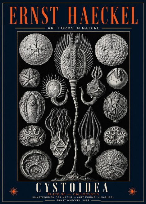 Ernst Haeckel Cystoidea - Callocystis No5 - Poster