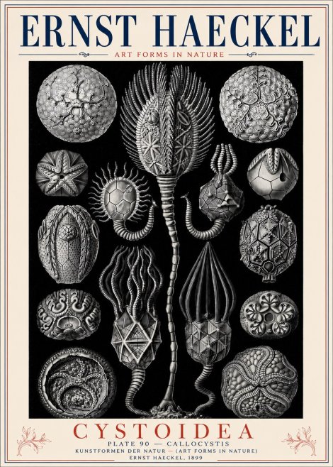 Ernst Haeckel Cystoidea - Callocystis No6 - Poster
