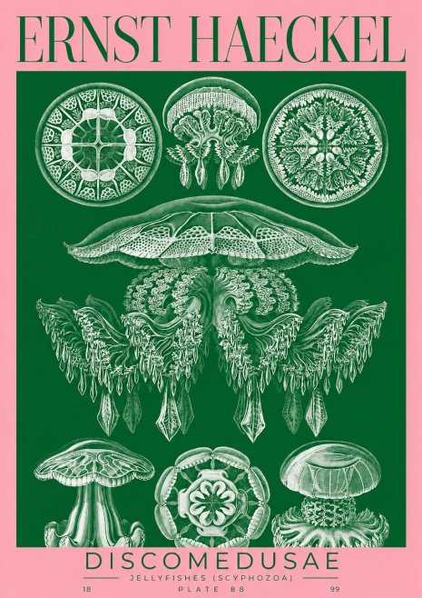 Ernst Haeckel Discomedusae (Scyphozoa) Plate 88 No2 - Poster
