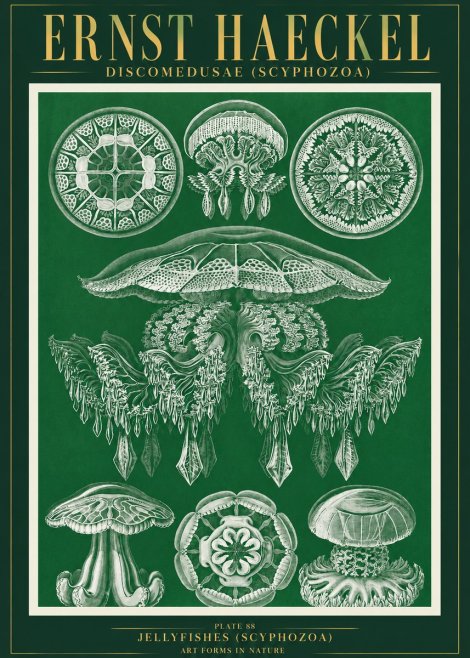 Ernst Haeckel Discomedusae (Scyphozoa) Plate 88 No3 - Poster
