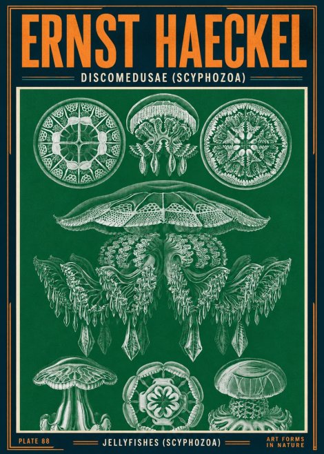 Ernst Haeckel Discomedusae (Scyphozoa) Plate 88 No4 - Poster