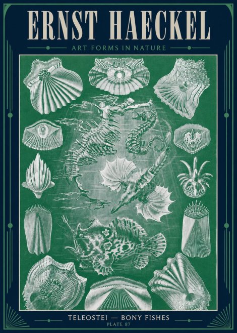 Ernst Haeckel Teleostei - Bony Fishes No4 - Poster