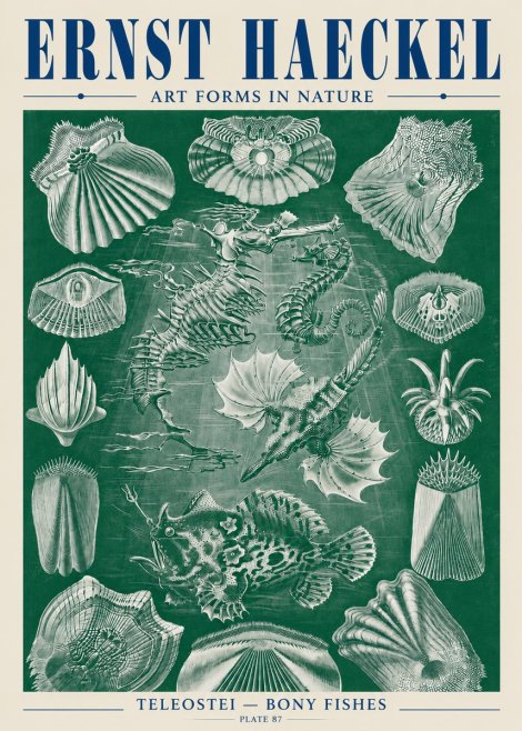 Ernst Haeckel Teleostei - Bony Fishes No5 - Poster