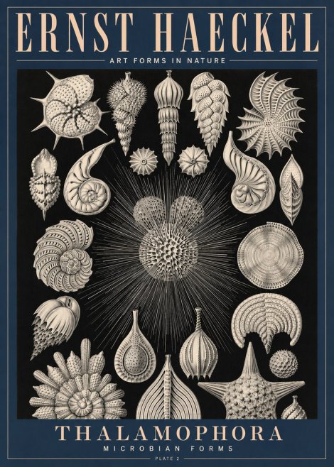 Ernst Haeckel Thalamophora - Microbian Forms - Plate 2 No4 - Poster