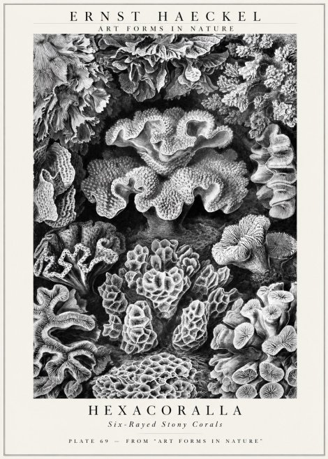 Ernst Haeckel Hexacorallia No3 - Poster