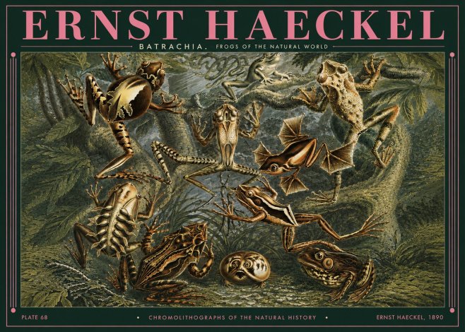 Ernst Haeckel Frogs of the Natural World No3 - Poster