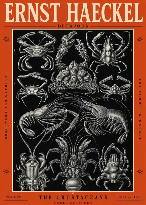 Ernst Haeckel Decapoda Brachyura and Macrura Plate 86 No2 - Poster