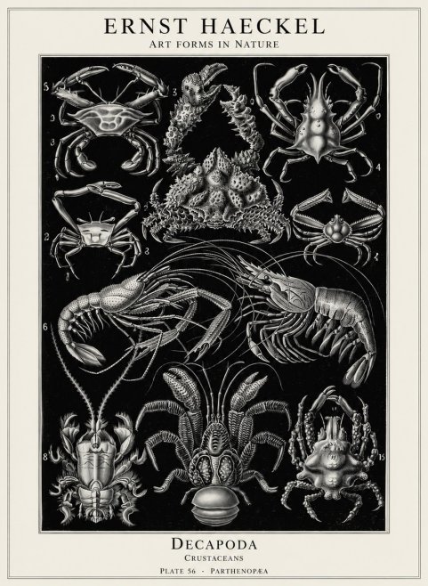 Ernst Haeckel Decapoda Brachyura and Macrura Plate 86 No5 - Poster