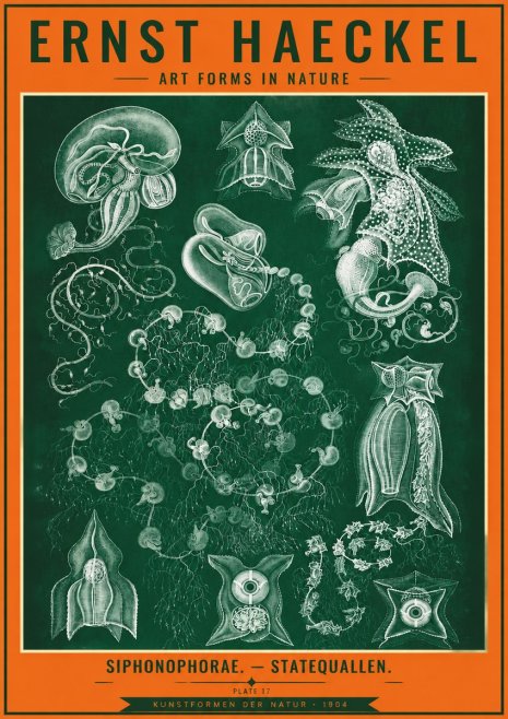 Ernst Haeckel Siphonophorae. — Statequallen. Plate 17 No4 - Poster