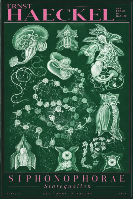 Ernst Haeckel Siphonophorae. — Statequallen. Plate 17 No5 - Poster