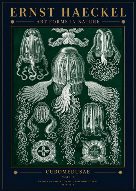 Ernst Haeckel Cubomedusae No5 - Poster