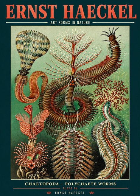 Ernst Haeckel Chaetopoda – Polychaete Worms No2 - Poster