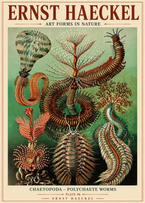 Ernst Haeckel Chaetopoda – Polychaete Worms No6 - Poster