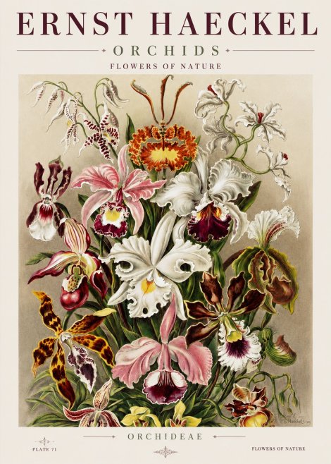 Ernst Haeckel Orchids No3 - Poster