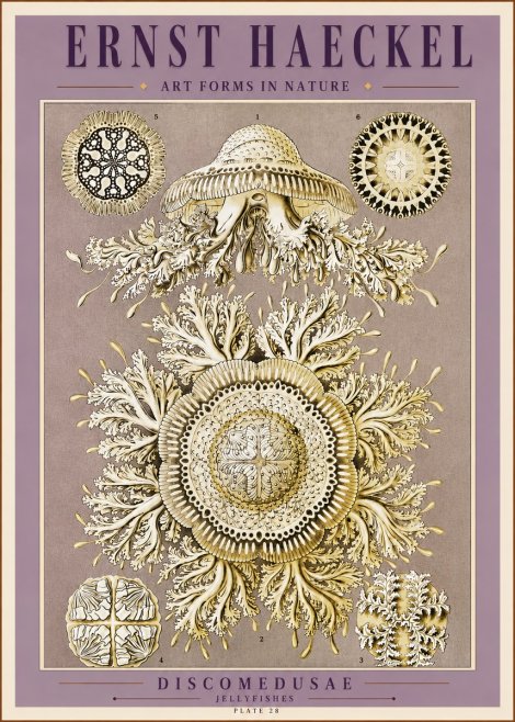 Ernst Haeckel Discomedusae No3 - Poster