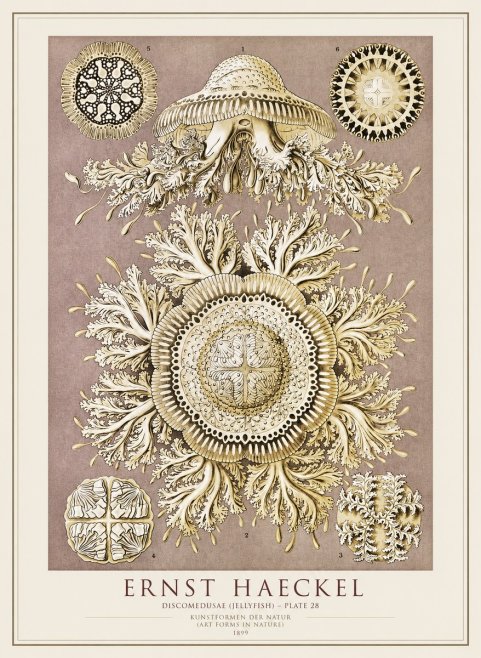 Ernst Haeckel Discomedusae No4 - Poster