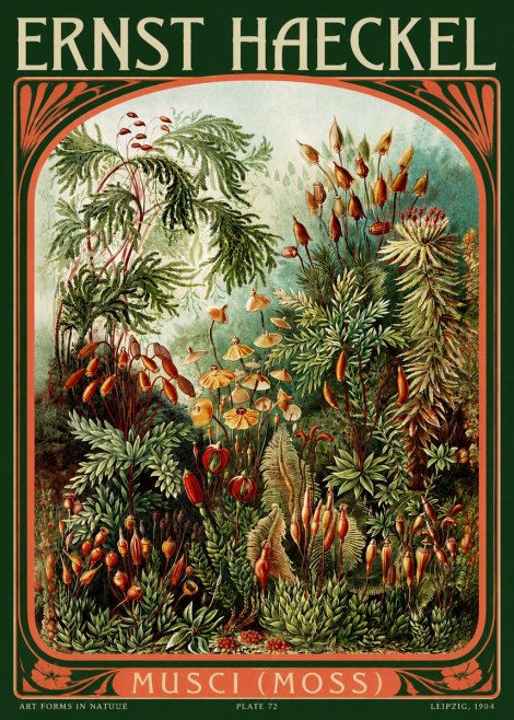 Ernst Haeckel Musci (Moss) No2 - Poster