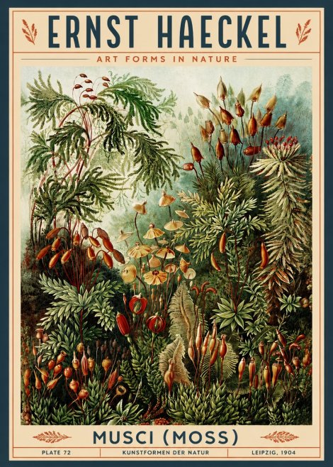 Ernst Haeckel Musci (Moss) No3 - Poster