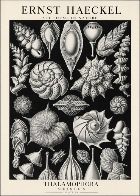 Ernst Haeckel Thalamophora No1 - Poster