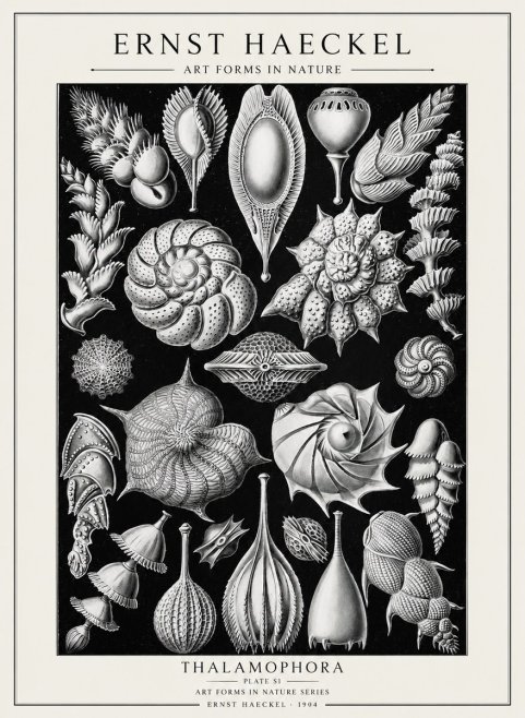 Ernst Haeckel Thalamophora No2 - Poster