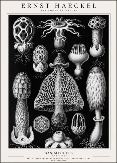Ernst Haeckel Basimycetes Agaricales No1 - Poster