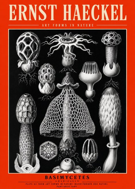Ernst Haeckel Basimycetes Agaricales No2 - Poster