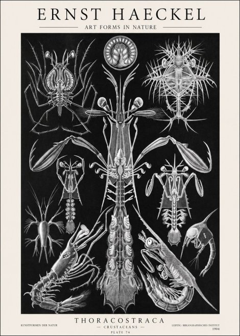 Ernst Haeckel Thoraocostraca - Crustaceans - Plate 76 No1 - Poster