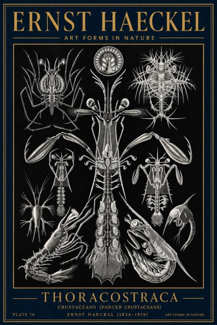 Ernst Haeckel Thoraocostraca - Crustaceans - Plate 76 No4 - Poster
