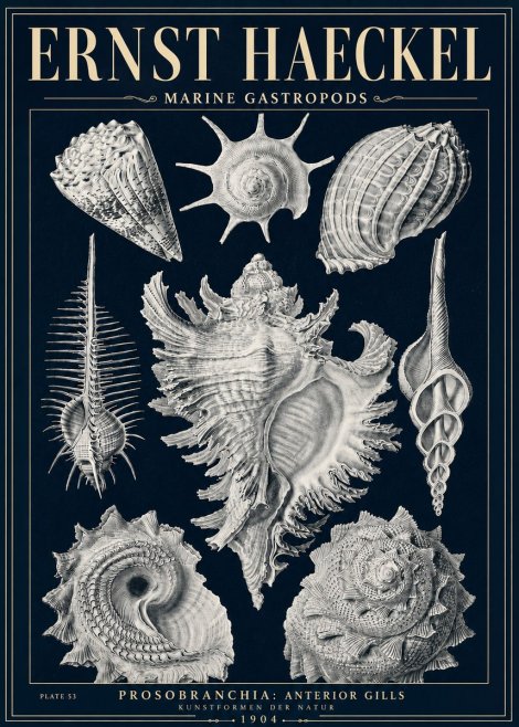 Ernst Haeckel Prosobranchia - Marine Gastropods No5 - Poster