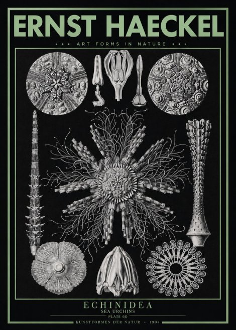 Ernst Haeckel Echinidea Sea Urchins No3 - Poster