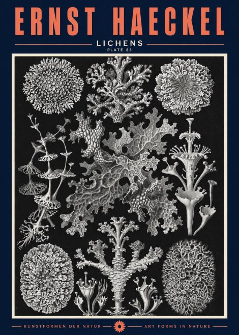 Ernst Haeckel Lichens - Plate 83 No2 - Poster