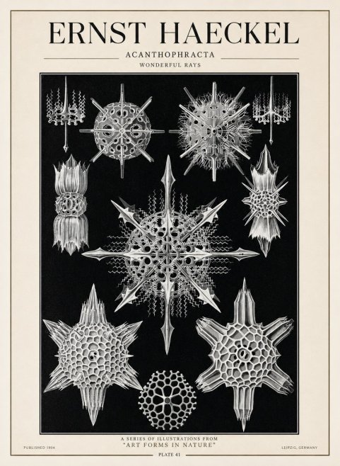 Ernst Haeckel Acanthophracta - Wonderful Rays No1 - Poster