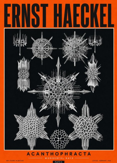Ernst Haeckel Acanthophracta - Wonderful Rays No2 - Poster