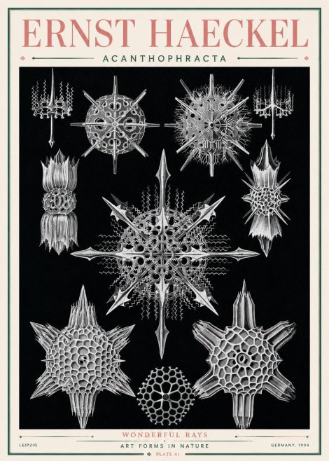 Ernst Haeckel Acanthophracta - Wonderful Rays No3 - Poster