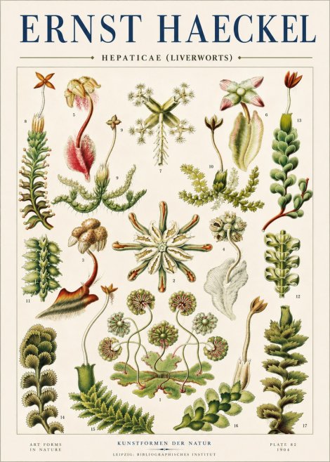 Ernst Haeckel Hepaticae (Liverworts) - Plate 82 No4 - Poster