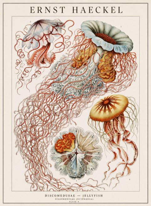 Ernst Haeckel Discomedusae — Jellyfish No1 - Poster