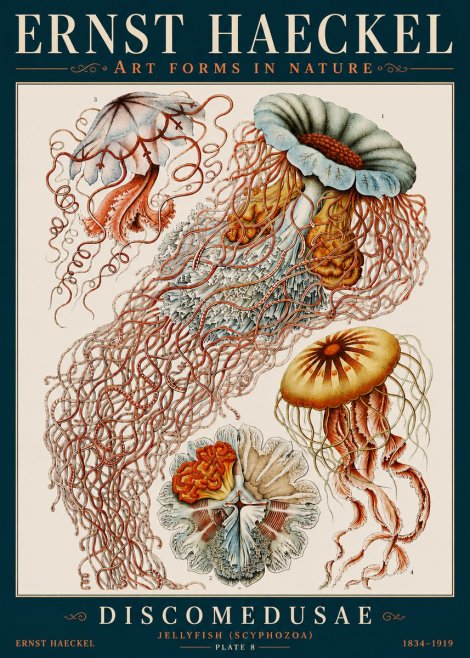 Ernst Haeckel Discomedusae — Jellyfish No4 - Poster