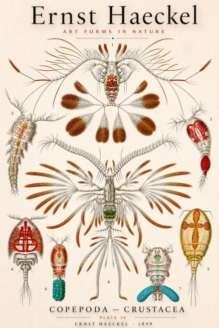 Ernst Haeckel Copepoda — Crustacea Plate 56 No3 - Poster