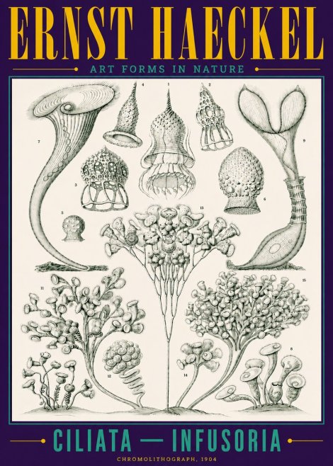 Ernst Haeckel Ciliata - Infusoria - Plate 3 No4 - Poster