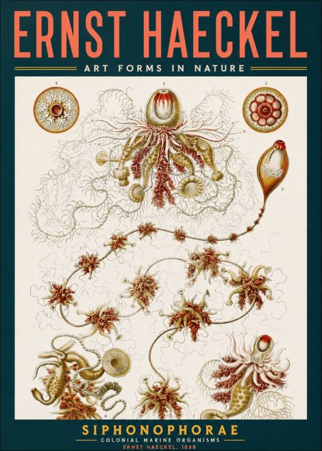Ernst Haeckel Siphonophorae No2 - Poster