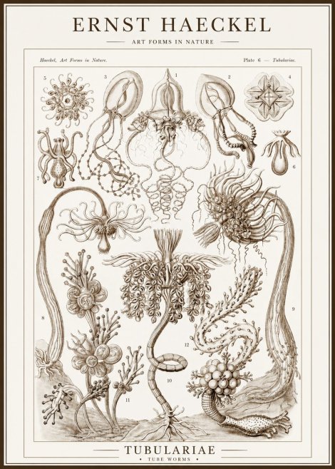Ernst Haeckel Tubulariae No1 - Poster