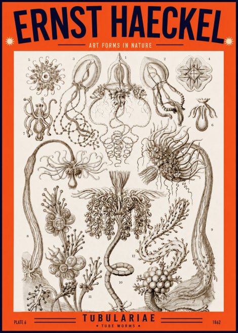 Ernst Haeckel Tubulariae No2 - Poster