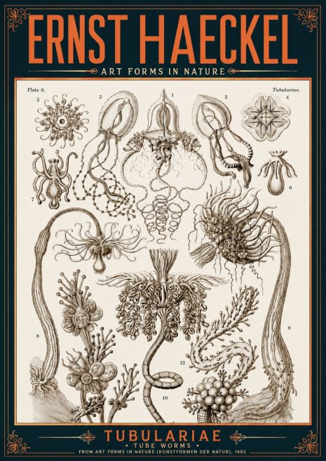 Ernst Haeckel Tubulariae No6 - Poster